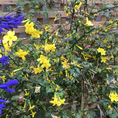 Jasminum nudiflorum