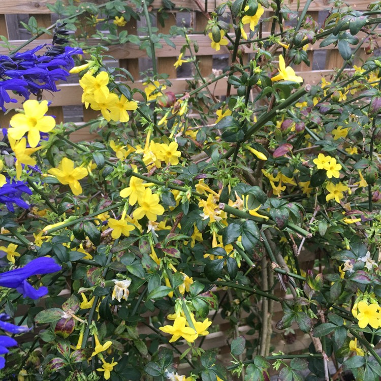 plant image 569096