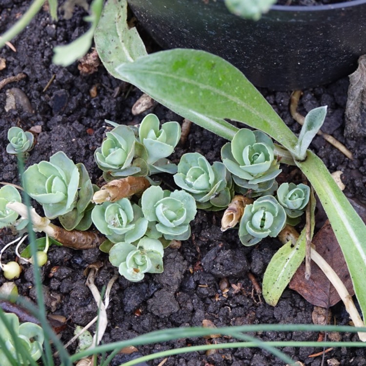 plant image 604567