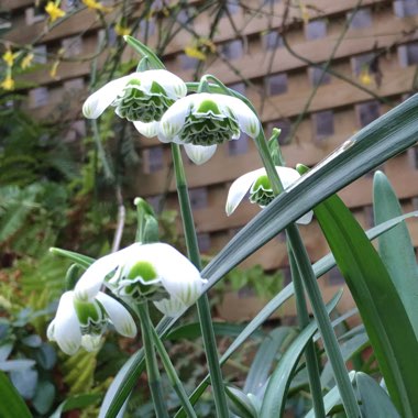 Galanthus 'Hippolyta'