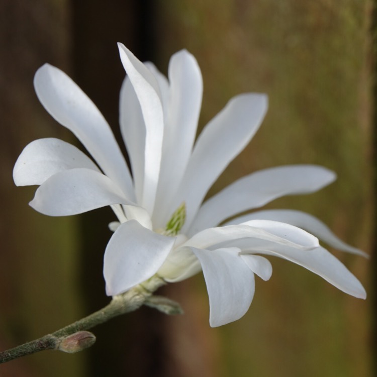 plant image 668626