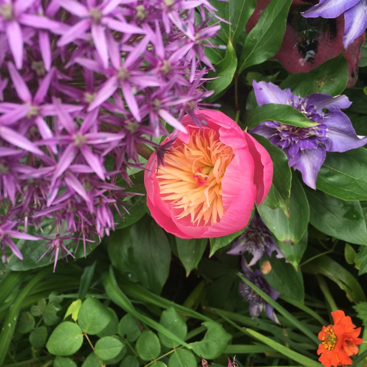 plant image 722454 plant image 722454