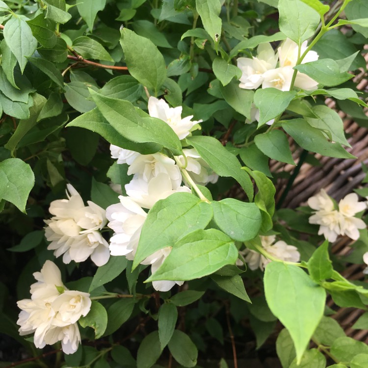 Plant image Philadelphus 'Manteau d'Hermine'