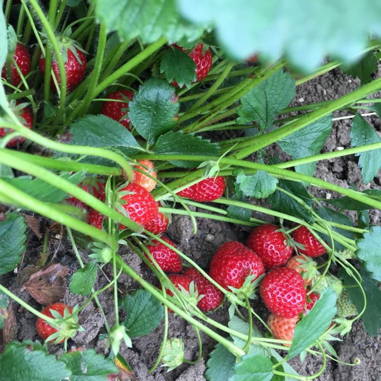 Plant image Fragaria vesca 'Mara des Bois' syn. Fragaria x ananassa 'Mara des Bois'