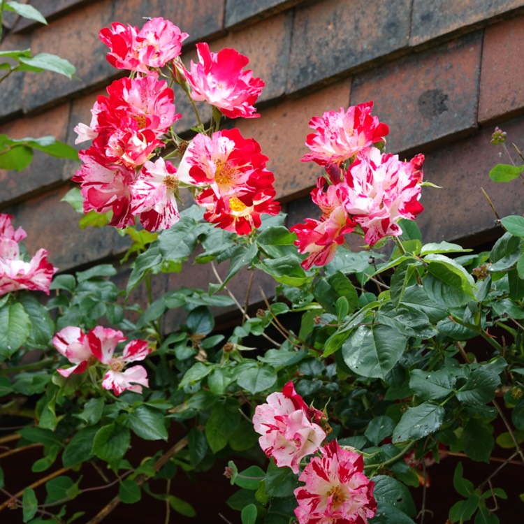 Plant image Rosa 'Wekroalt' syn. Rosa 'Fourth Of July', Rosa 'Climbing Fourth Of July', Rosa 'Crazy For You', Rosa 'Hanabi'
