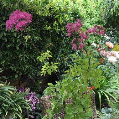 Thalictrum 'Black Stockings'