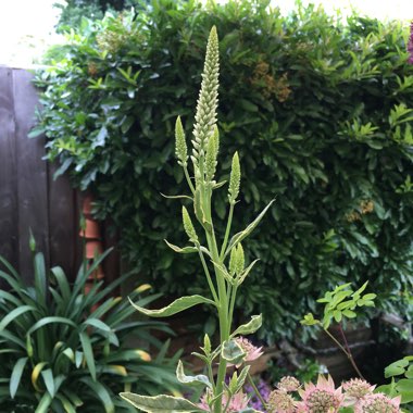Veronica longifolia 'Charlotte'
