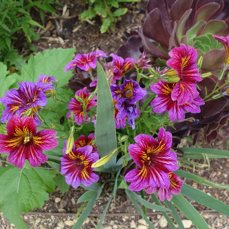 Plant image Salpiglossis sinuata 'Royale Mixed' (Mix)