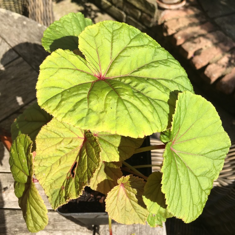 Plant image Begonia grandis subsp. evansiana