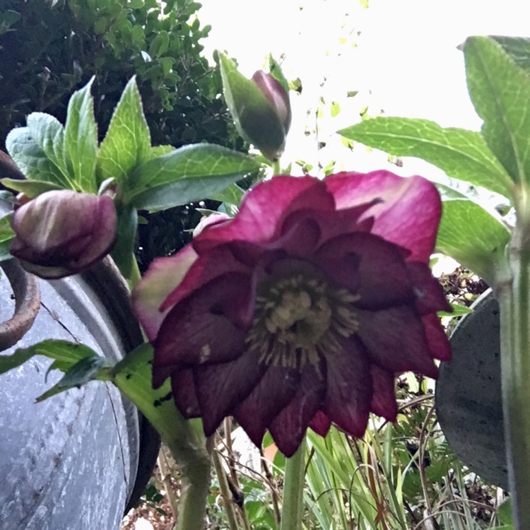 plant image 918651