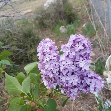 Caroline's garden
