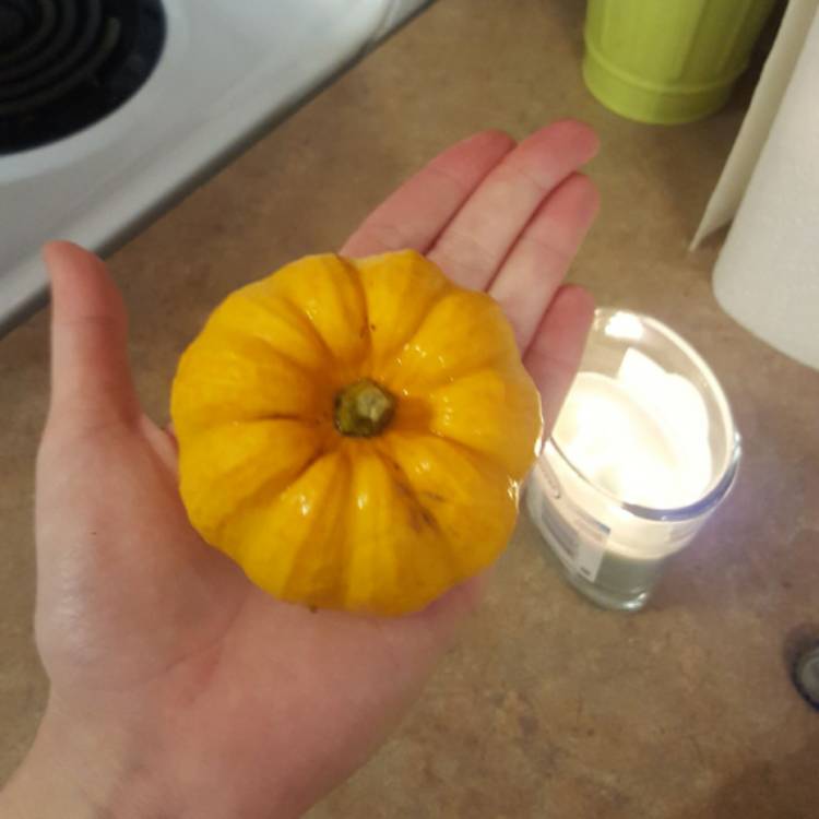 Plant image Cucurbita pepo 'Jack Be Little'