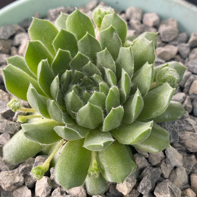 plant image 1403114