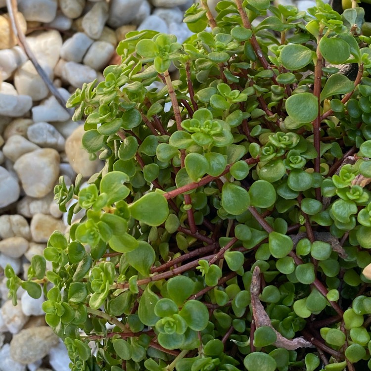 Plant image Sedum makinoi 'Green Blob'