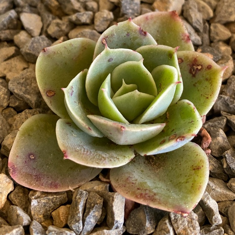 plant image 1403696