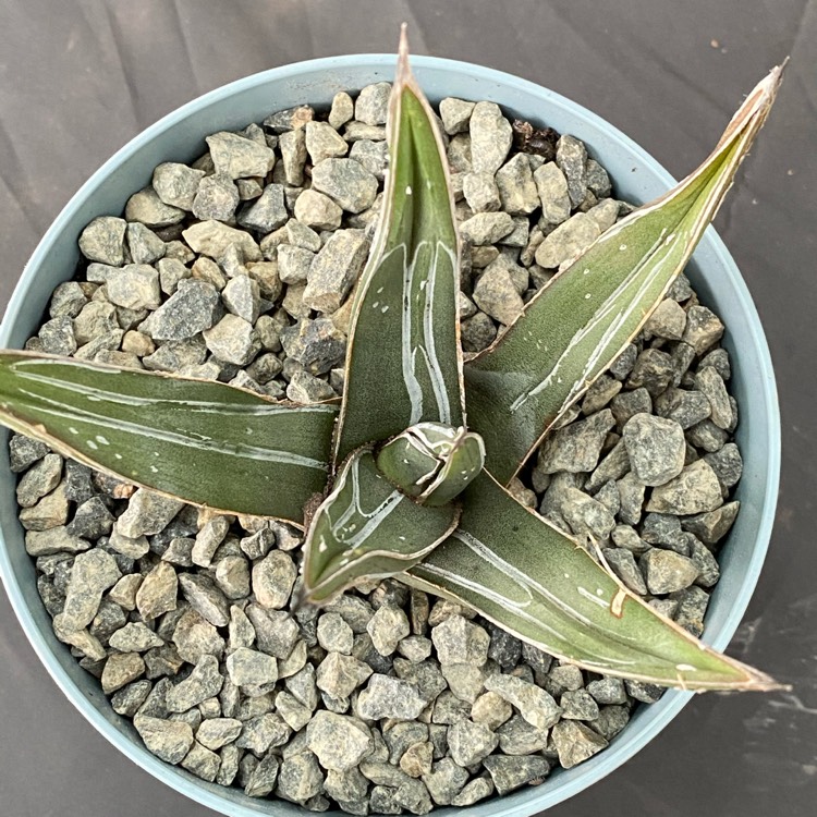 plant image 1413922