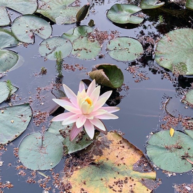 plant image 1403447