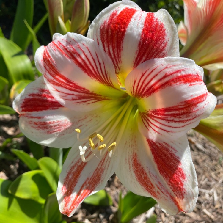plant image 1403458