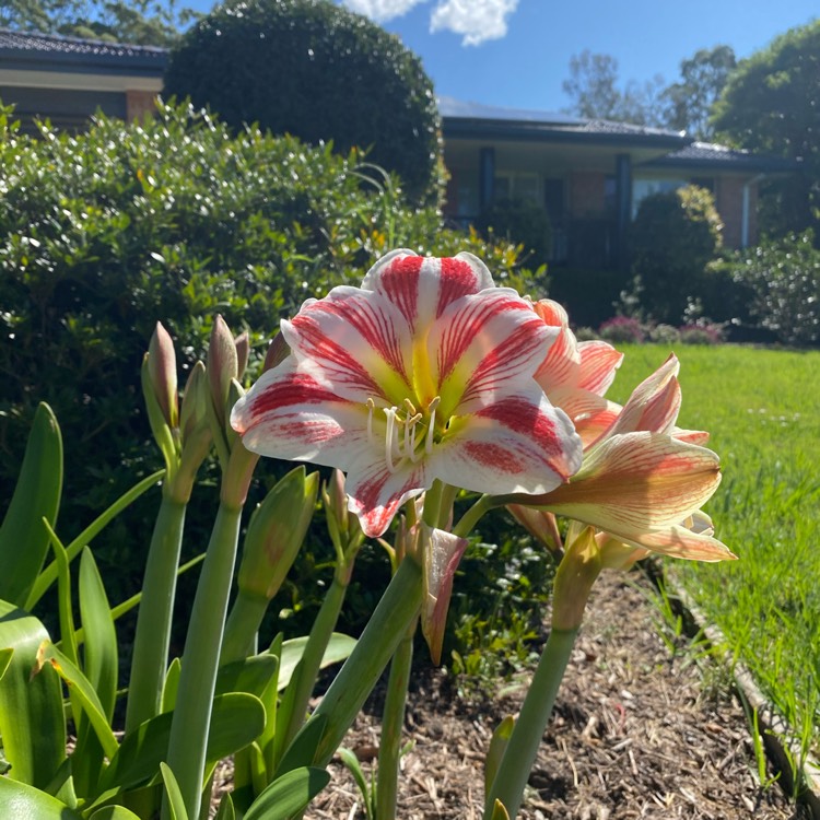 plant image 1403459