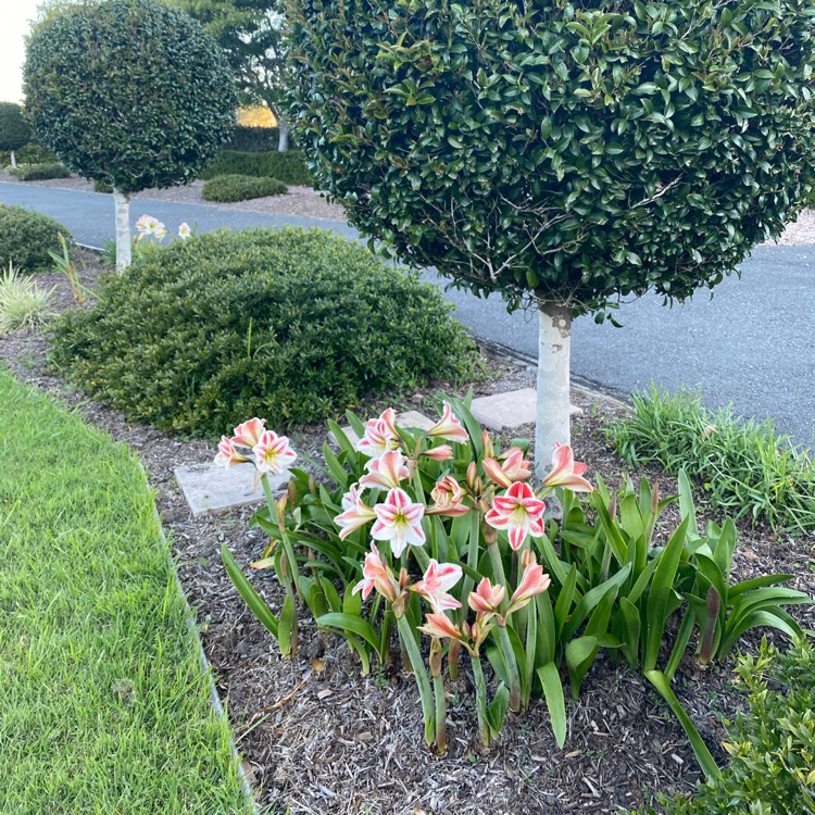 plant image 1403585