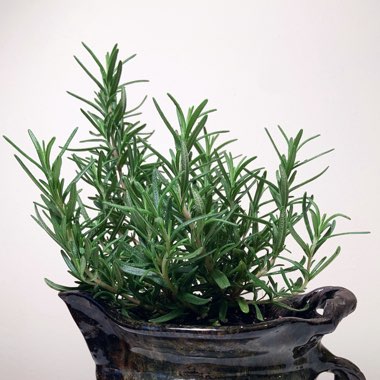 Rosemary