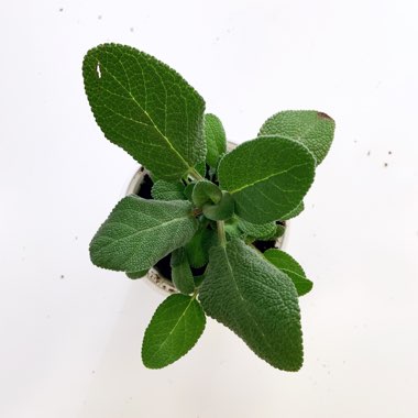 Sage