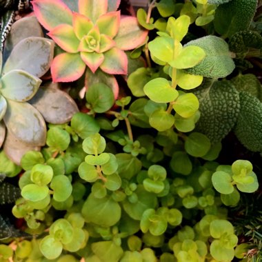 Rose's garden