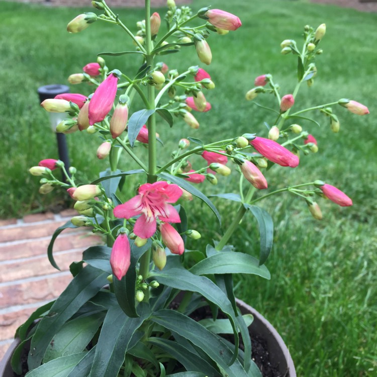 Plant image Penstemon 'Red Riding Hood'