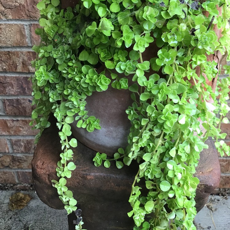 Plant image Pilea Depressa 'Baby Tears'