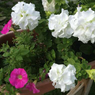 Shaina's garden