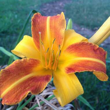 Shaina's garden