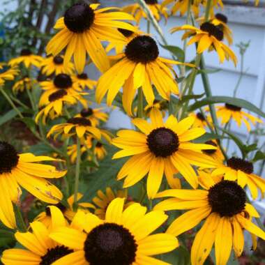 Shaina's garden