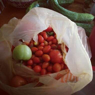 Shaina's garden