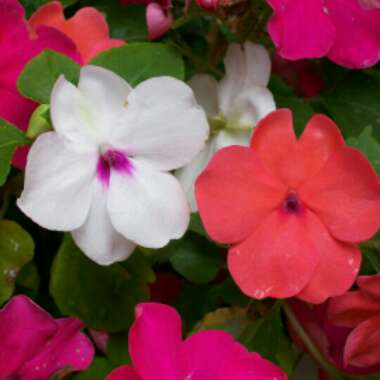Impatiens tinctoria