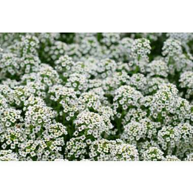 Sweet Alyssum 'Carpet Of Snow'