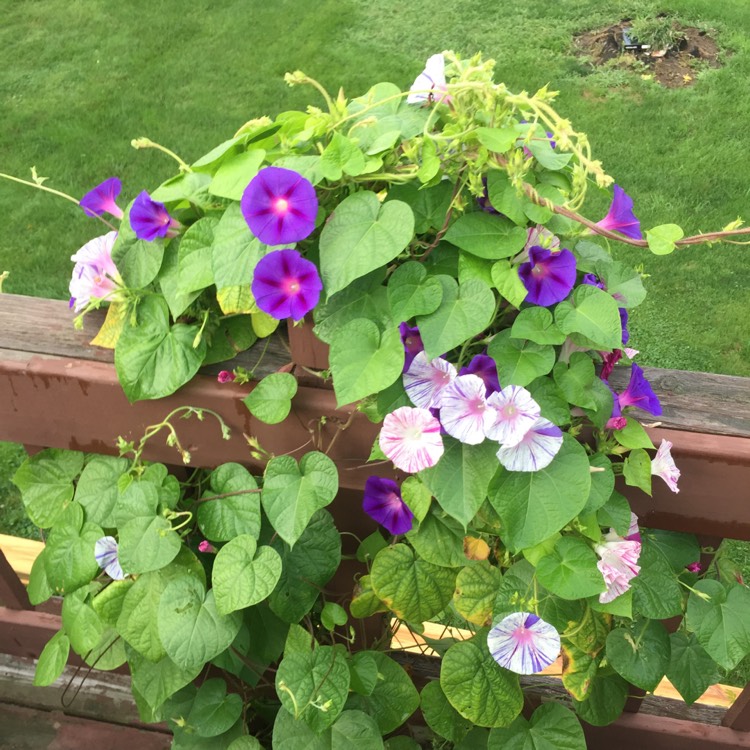 Plant image Ipomoea purpurea 'Carnival de Venezia'