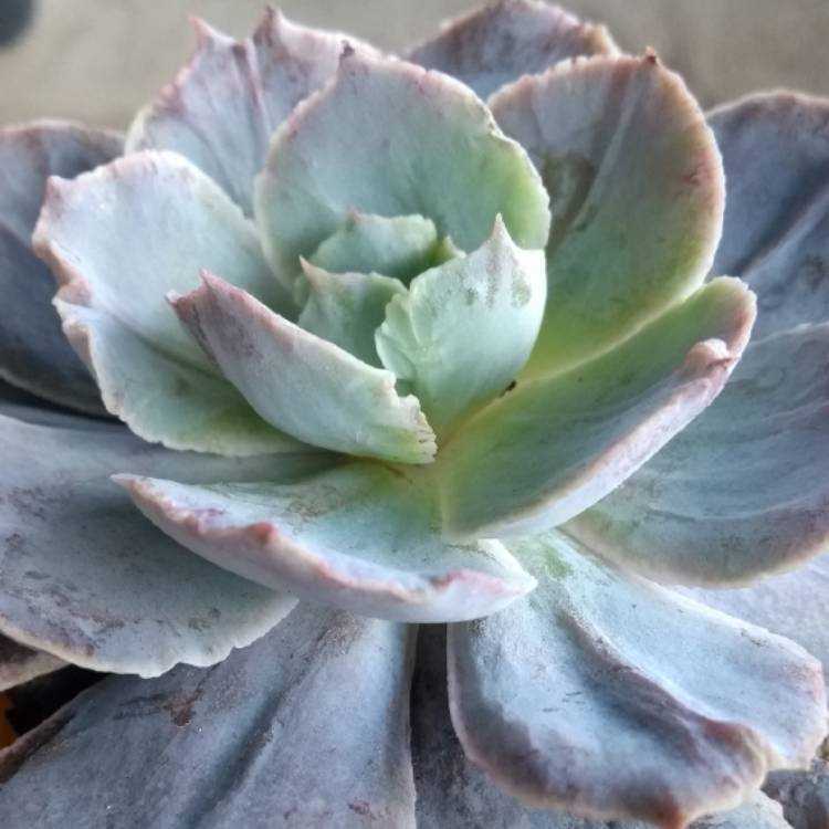 Plant image Echeveria Morning Light