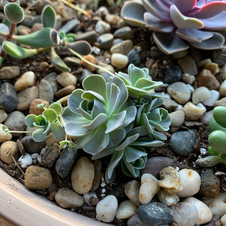 Plant image Orostachys