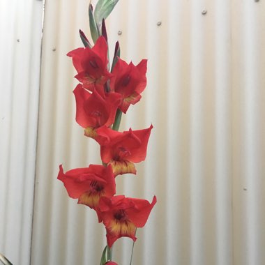 Gladiolus