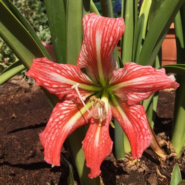 Hippeastrum
