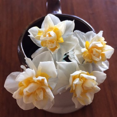 Narcissus