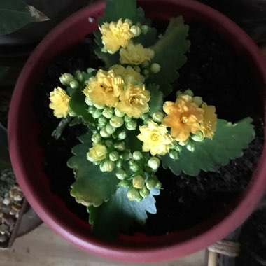 Kalanchoe Calandiva