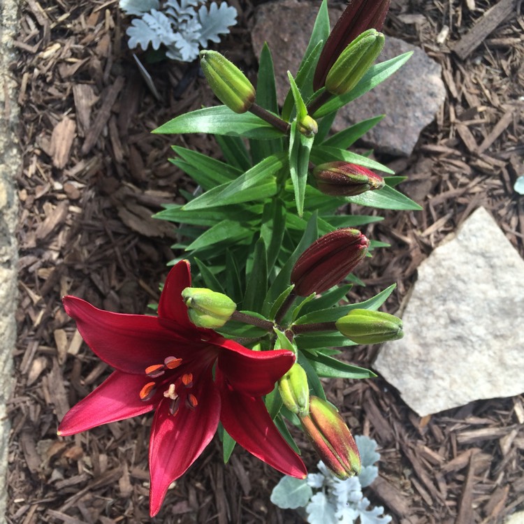 Plant image Lilium 'Landini'