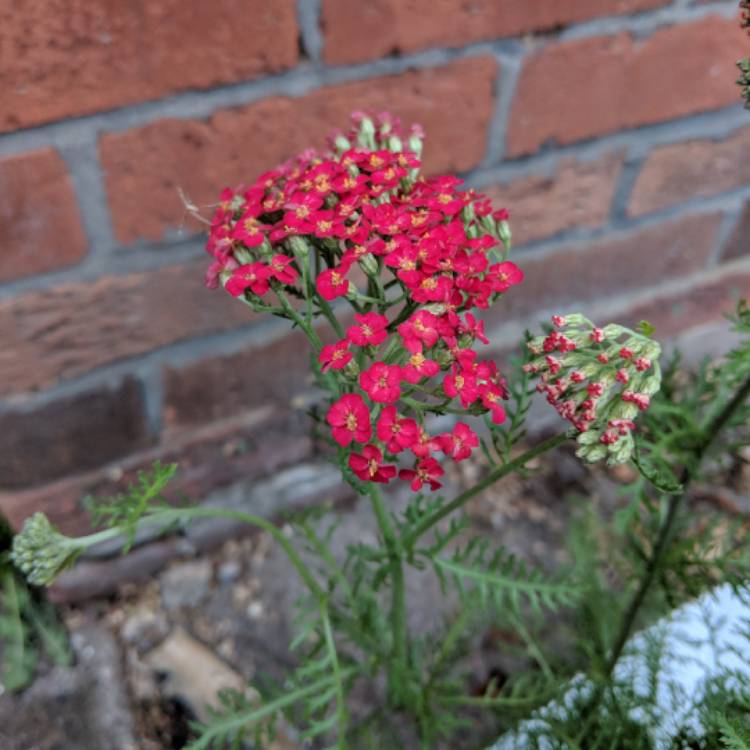 Plant image Achillea MIllefolium 'Fanal' (formerly Achillea Millefolium 'The Beacon')