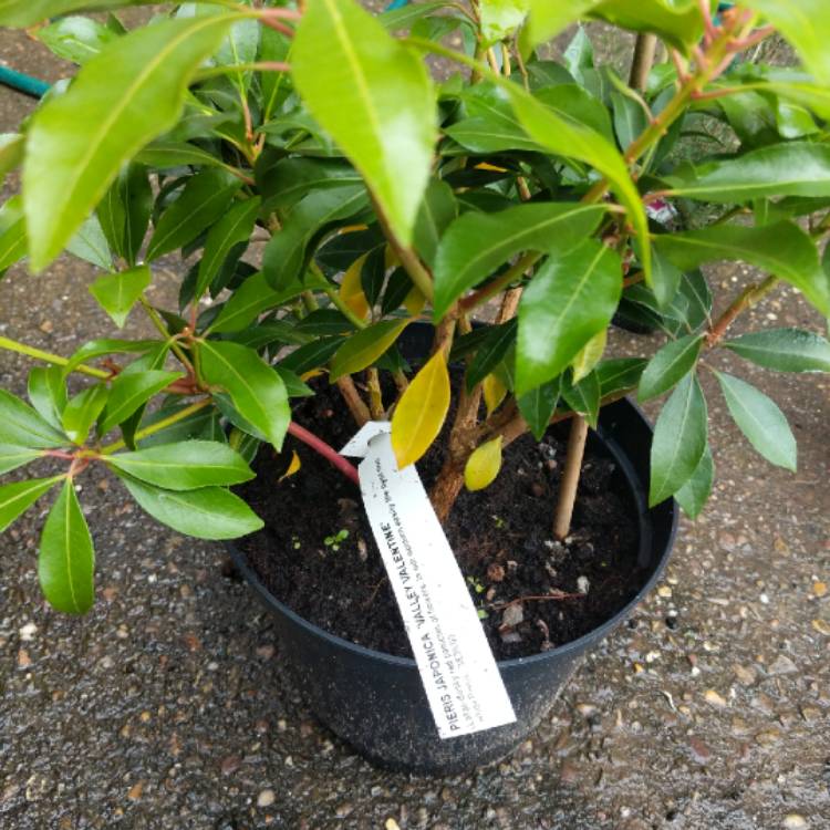 Plant image Pieris japonica 'Valley Valentine'