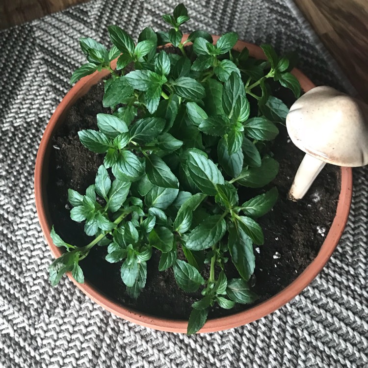Plant image Mentha x piperita 'French Peppermint'