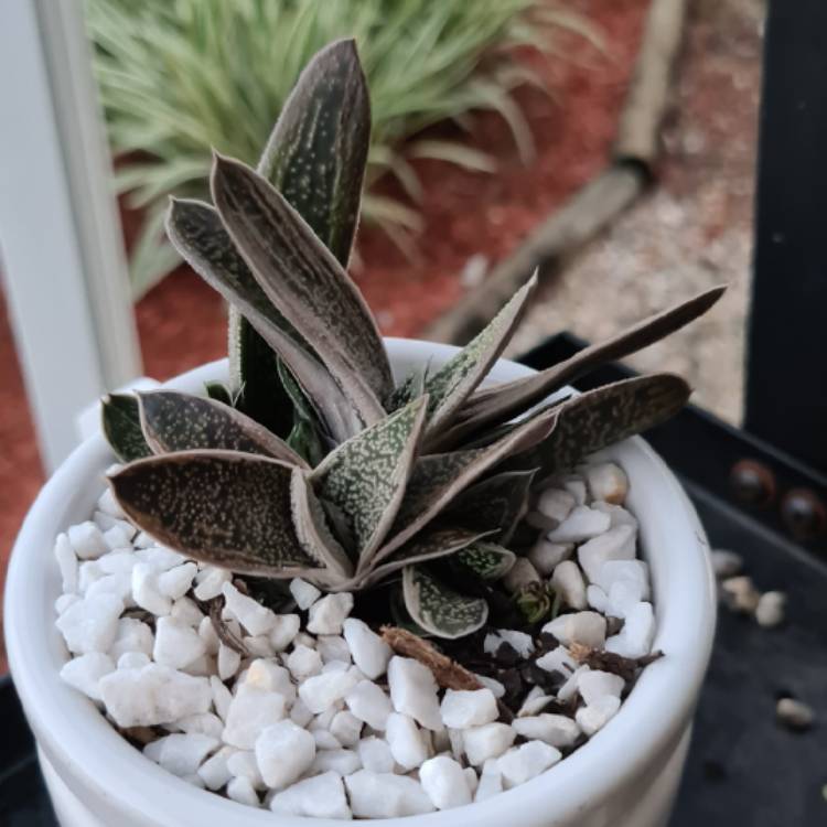 Plant image Gasteria Big Brother