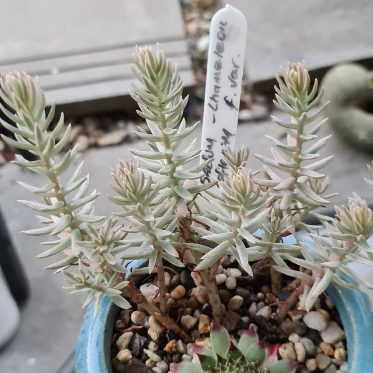 plant image 1442146