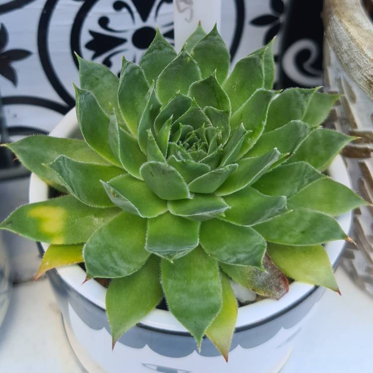 Plant image Sempervivum Tectorum Boutignyanum