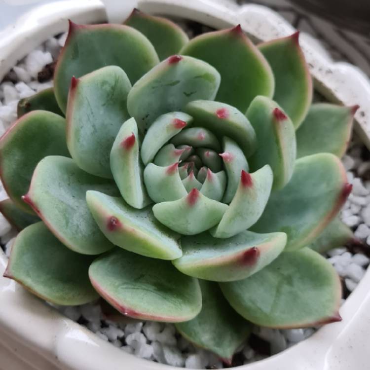 Plant image Echeveria Chihuahuaensis x Colorata Lindsayana